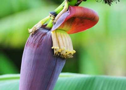 Bất ngờ với công dụng chữa bệnh tuyệt vời của hoa chuối