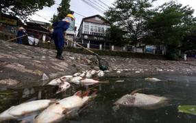 Cá chết trắng hồ Hoàng Cầu: Chủ tịch Hà Nội chỉ đạo cứu cá ngay trong đêm