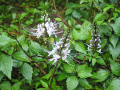 Cây râu mèo: 'Thần dược' khắc tinh sỏi thận