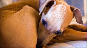 Hy hữu cụ bà 70 tuổi suýt mất mạng vì bị chó liếm