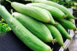 Bất ngờ công dụng giải khát, chữa bệnh tuyệt vời của nước mướp