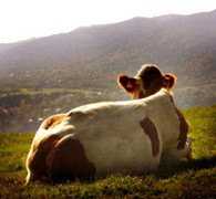 Nước tiểu bò: 'Thần dược' được săn lùng ở Ấn Độ