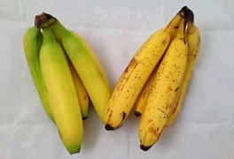 Bạn có biết cách nhận biết chuối chín ép bằng hoá chất?