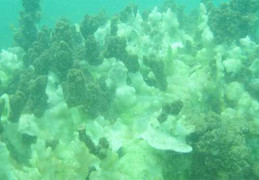 Ngày mai, công bố biển miền Trung an toàn hay chưa