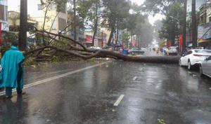 Cổ thụ bật gốc trong mưa lớn đè chết người, hỏng nhà