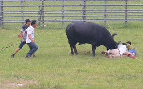 Trâu chọi hung hãn húc trọng tài sau trận đấu