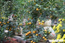 Ảnh: Lợn vàng cõng quất giá chục triệu đồng chờ Tết