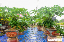 Ảnh: Đu đủ bonsai lên chậu chơi Tết, giá bán cả chục triệu đồng