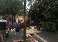 Mưa to gió giật khủng khiếp, cây đổ đè chết 1 người ở Hà Nội