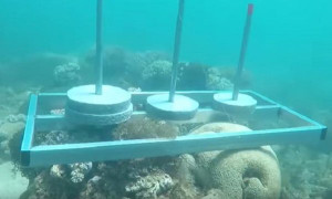 Ê kíp 'Cuộc đua kỳ thú' bị chỉ trích vì đặt bê tông lên rạn san hô