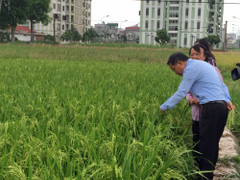 Thương mại hóa giống lúa Hương Cốm