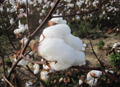 Giống cây bông kháng sâu và chịu thuốc từ cỏ bằng kỹ thuật chuyển gen 