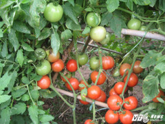 Nhà khoa học dành hơn 30 năm tâm huyết với cây cà chua Việt Nam