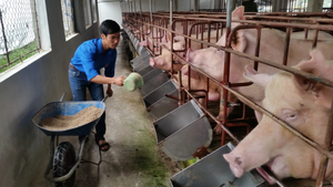 Mô hình chăn nuôi ứng dụng công nghệ sinh học tạo hiệu quả kinh tế cao