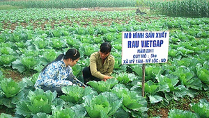 Quản lý rau theo tiêu chuẩn VietGAP với công nghệ iMetos