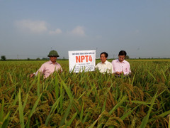 Nghiên cứu chọn tạo thành công giống siêu lúa NPT4, NPT5