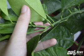 TS Nguyễn Thế Hùng – nghiên cứu và khảo nghiệm thành công phân bón lá nano Sông Hồng