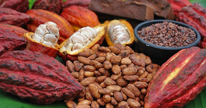 Ứng dụng khoa học sản xuất sô-cô-la thành phẩm và bột cacao quy mô công nghiệp