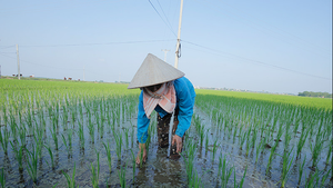 Phương pháp mới cấy lúa hàng biên