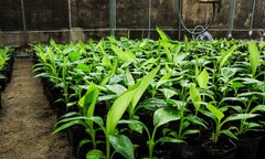 Ứng dụng công nghệ nano trong quy trình nhân giống mới