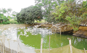 Mô hình ngăn ngừa và xử lý ô nhiễm tích hợp theo hướng sinh thái