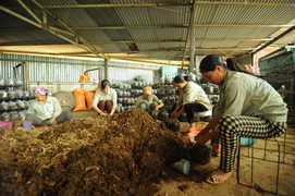 Thu năng lượng từ lõi ngô, giảm ô nhiễm môi trường