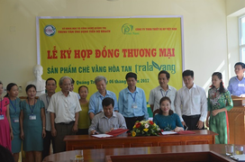 Chuyển giao kết quả nghiên cứu mới về chè vằng La Vang