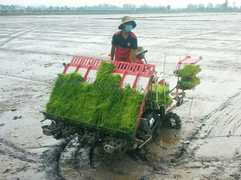 Ứng dụng máy cấy lúa phục vụ sản xuất giống tại An Giang
