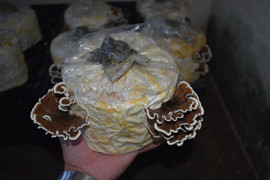 Nuôi trồng thành công nấm Vân chi tại Trung tâm Công nghệ sinh học Đà Nẵng