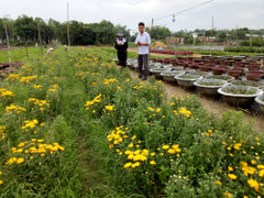 Nhân giống và sản xuất thành công Cúc giống vàng hòe Chrysanthemum sp