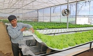 Trồng rau bằng… không khí của lão nông Lâm Đồng