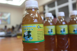 Sản xuất đồ uống chức năng từ cây diếp cá