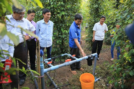 Hệ thống tưới tiên tiến cho cây hồ tiêu