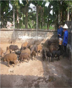 Hoàn thiện công nghệ nhân giống Lan thạch hộc tía và nâng cao năng suất giống lợn Nậm Khiếu