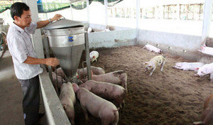 Nghiên cứu ứng dụng công nghệ đệm lót sinh học trong chăn nuôi lợn nông hộ