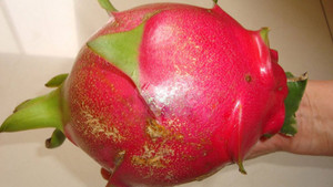 Rau răm, mồng tơi, rau dền Việt Nam bỗng 'đắt như vàng' trên chợ Amazon