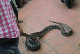 Trăn dài 2m bò vào vườn, leo lên cây trước hiên nhà ở Đà Nẵng