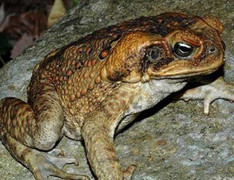 Ăn thịt cóc chữa ung thư, một phụ nữ chết vì ngộ độc