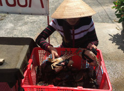 Sự thật về cua biển siêu rẻ, giá chỉ ngang bát phở 50.000 đồng/kg