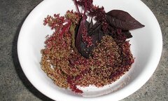 Bất ngờ công dụng ngừa ung thư của loại rau mọc dại khắp Việt Nam