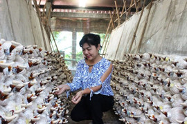 Giám đốc ngân hàng bỏ lương trăm triệu, trồng rau thu 2 tỷ/tháng