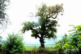 Ngắm cây lộc vừng cổ thụ giá nửa tỷ đồng không bán