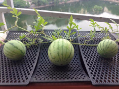 Ăn sạch với vườn rau, khoai tây leo độc nhất Hà thành