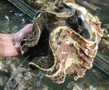 Đại gia Hà thành đua nhau săn ốc 'to nhất quả đất': Nặng 10kg, giá 4 triệu