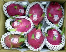 Người Úc khen trái thanh long Việt Nam ngon ‘tuyệt vời'