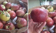 Cách nhận biết 5 loại táo Tàu đang bán đầy chợ Việt, chị em dễ nhầm lẫn