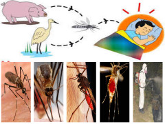 Tội nghiệp bệnh nhi ở Đắk Lắk chết do viêm não Nhật Bản B