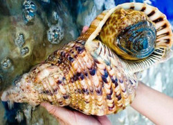 'Hoàng hậu' ốc nặng 5kg: Giá 3 triệu đồng, ăn xong tranh nhau cái vỏ