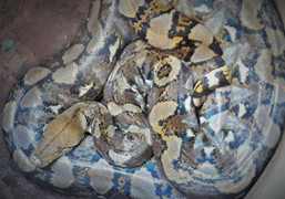 Vì sao con nưa 9 lỗ mũi được thả về rừng dễ gây chết người?