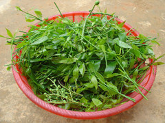 Loại rau rừng đắt hơn thịt, cực tốt được nhiều người tìm mua